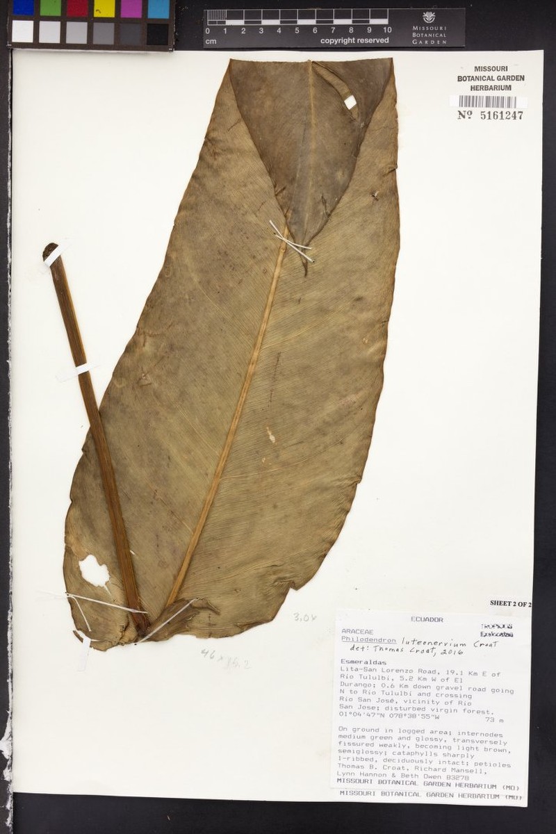 Philodendron luteonervium photo 3