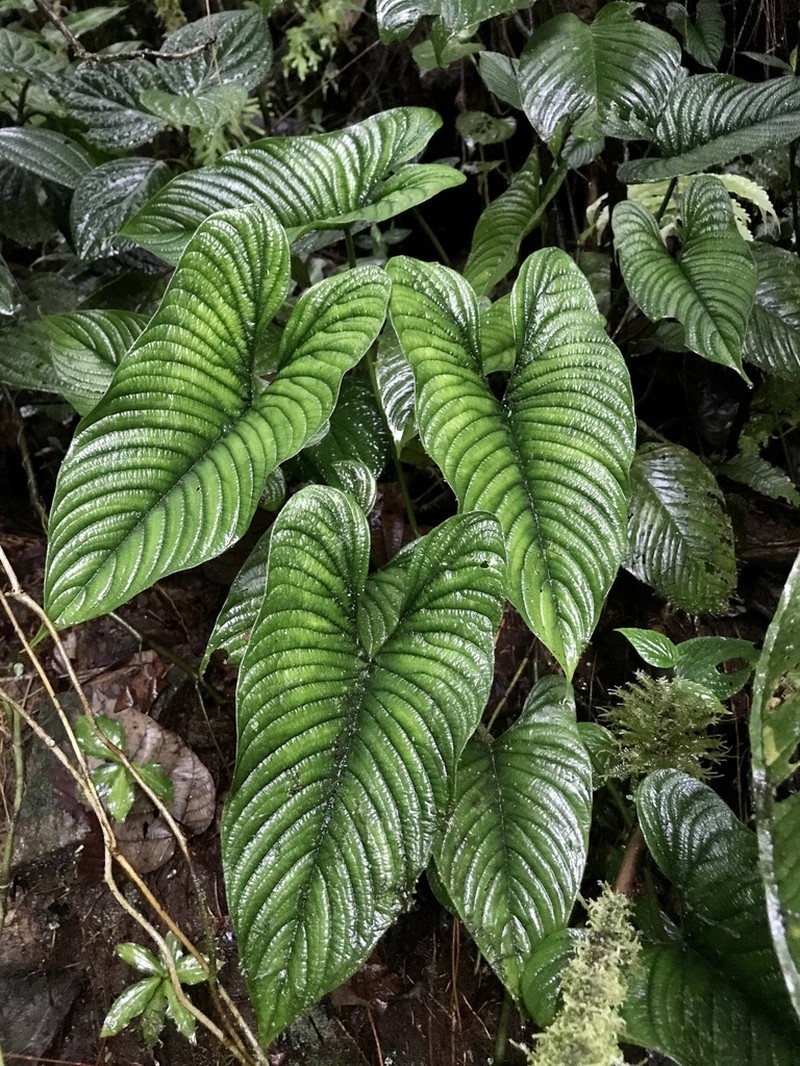 Philodendron lynnhannoniae