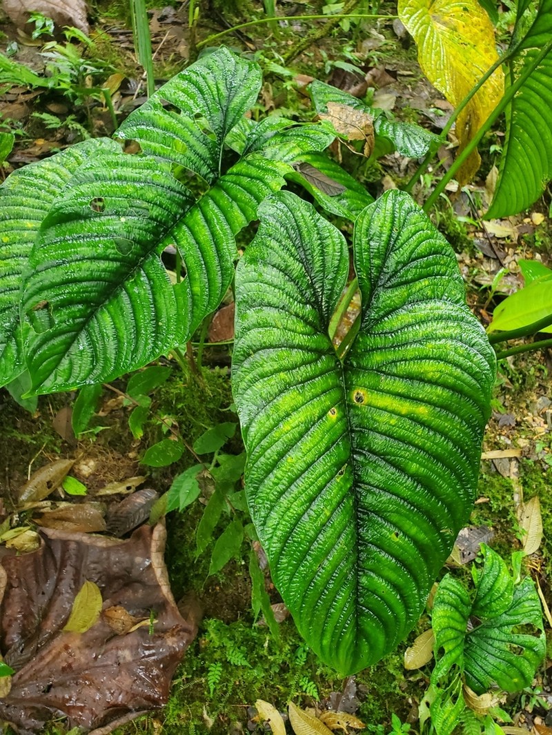 Philodendron lynnhannoniae photo 3
