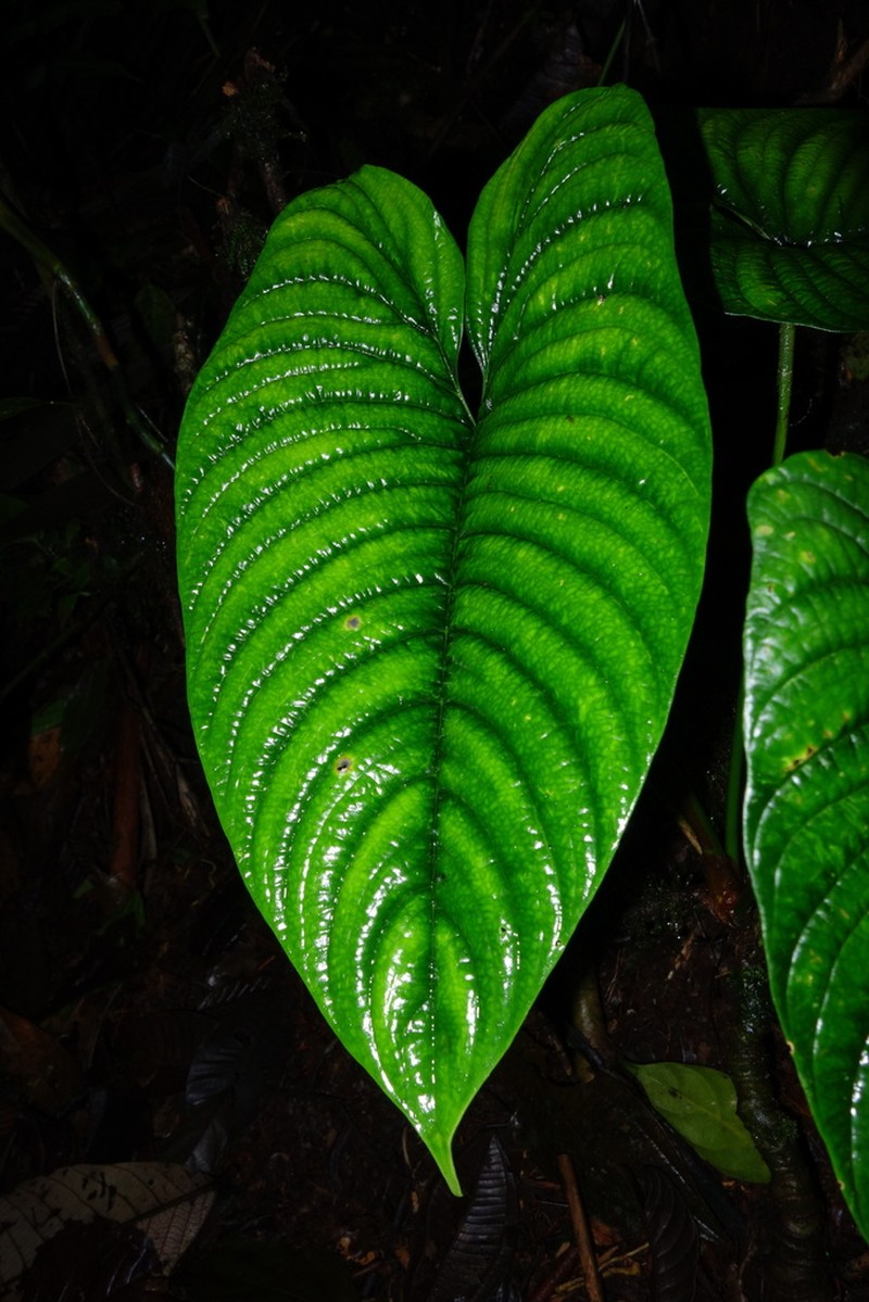 Philodendron lynnhannoniae photo 4