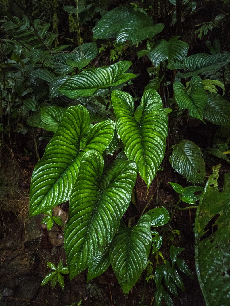 Philodendron lynnhannoniae photo 5