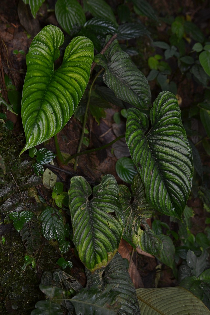 Philodendron lynnhannoniae photo 7