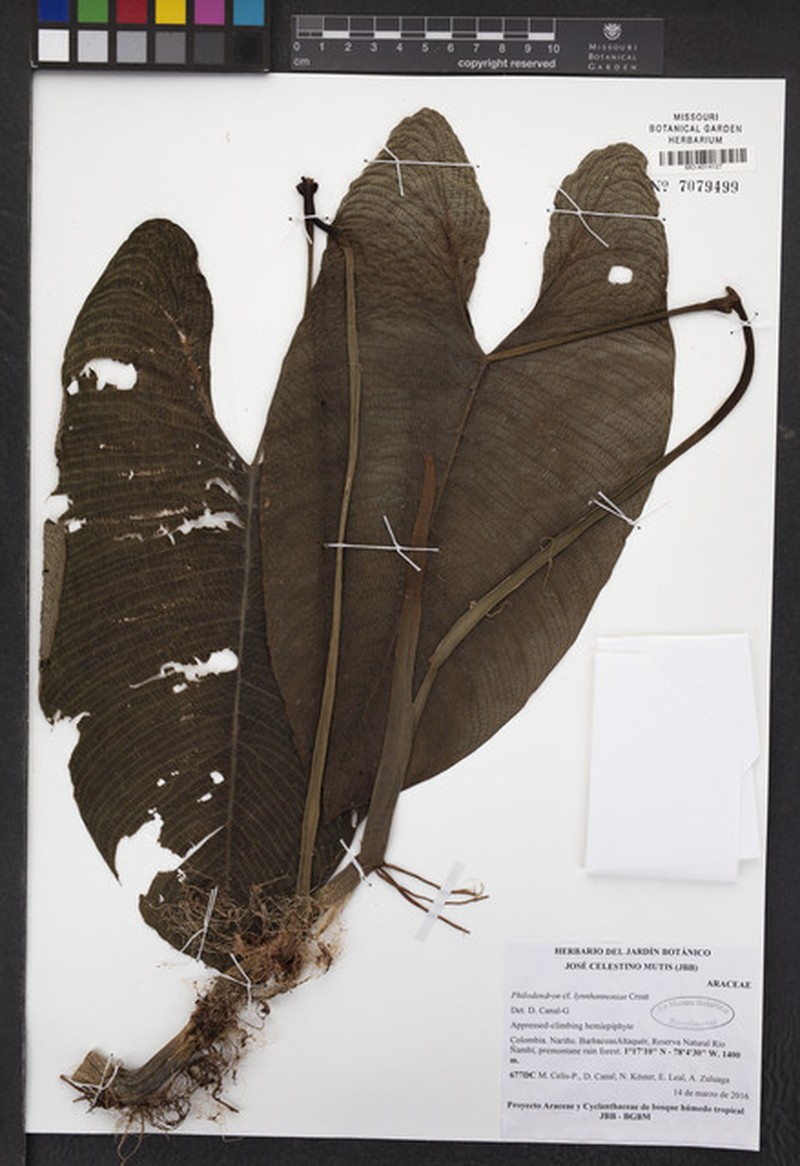 Philodendron lynnhannoniae photo 8