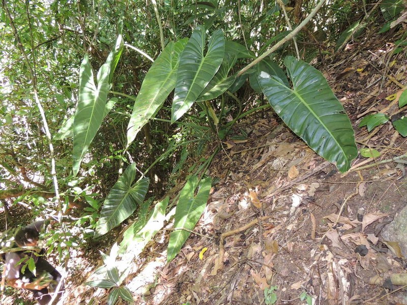 Philodendron madalenense