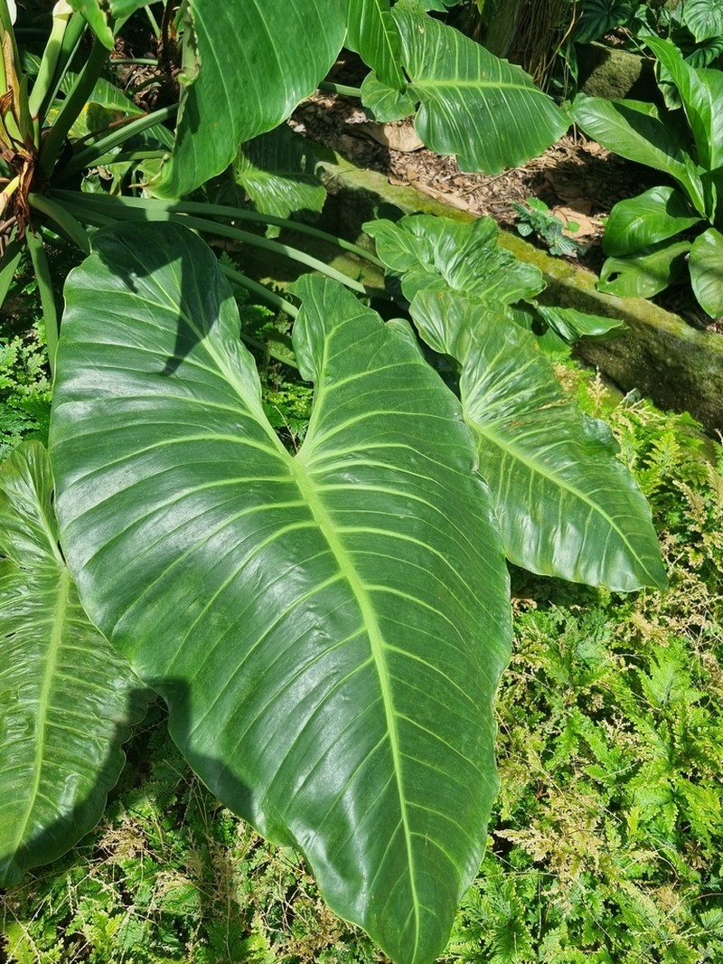 Philodendron madalenense photo 2