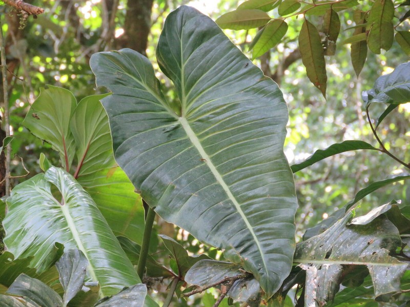 Philodendron madalenense photo 3