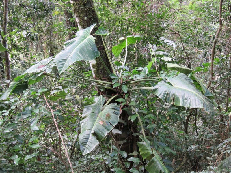 Philodendron madalenense photo 4