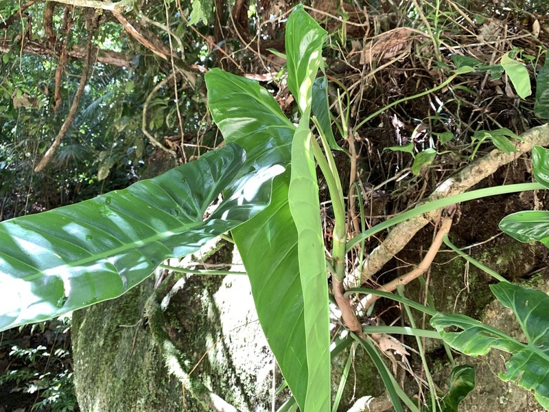 Philodendron madalenense photo 5