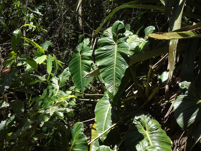 Philodendron madalenense photo 6