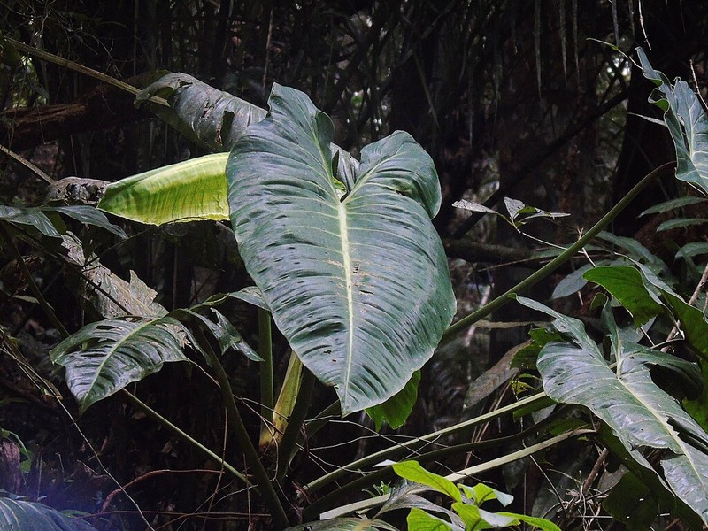 Philodendron madalenense photo 7