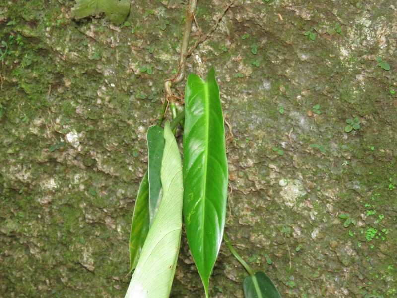 Philodendron madalenense photo 8