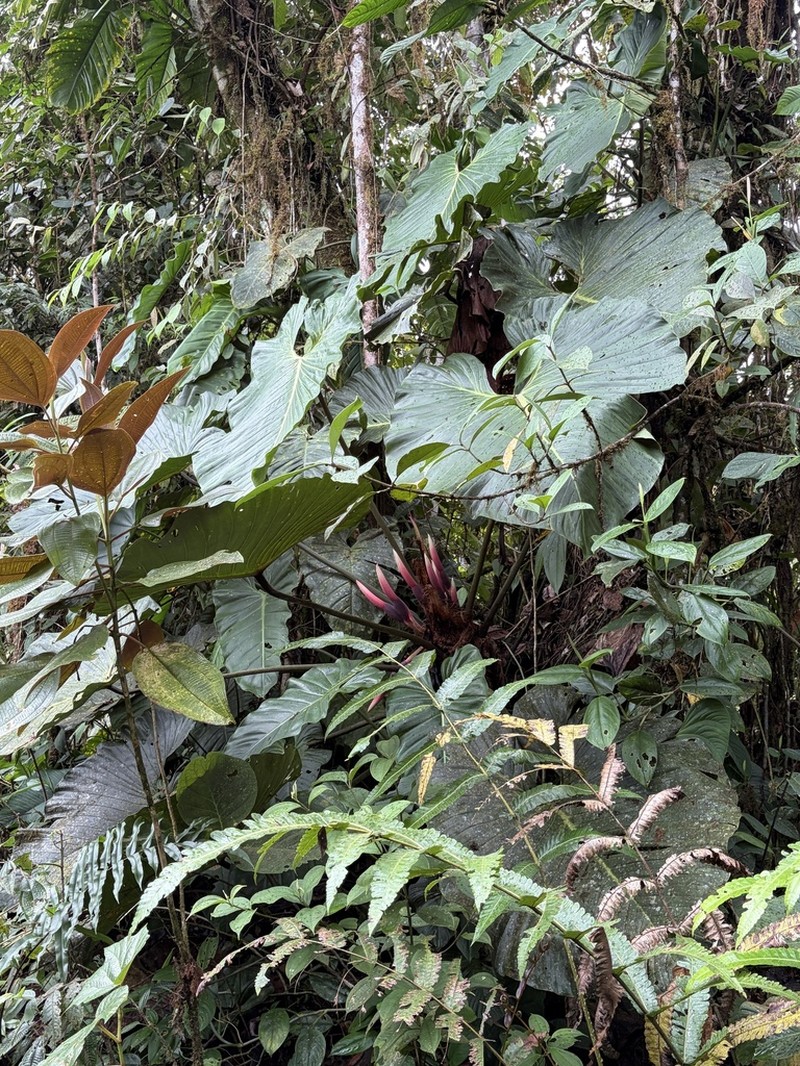 Philodendron magnum