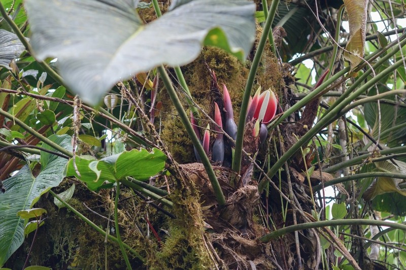 Philodendron magnum photo 2