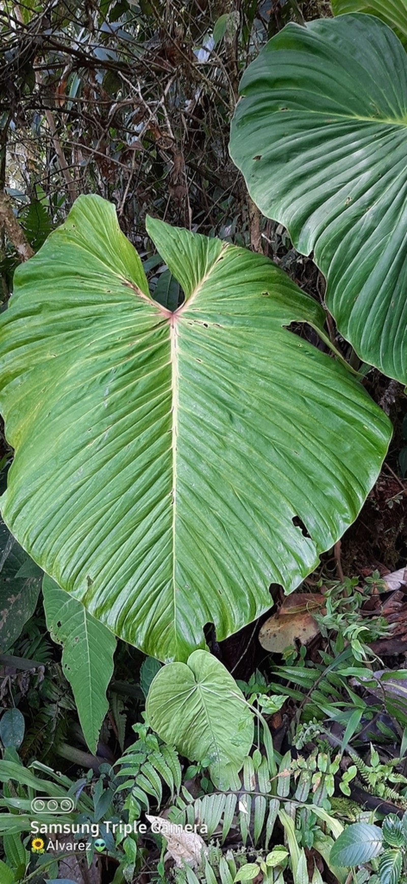 Philodendron magnum photo 5