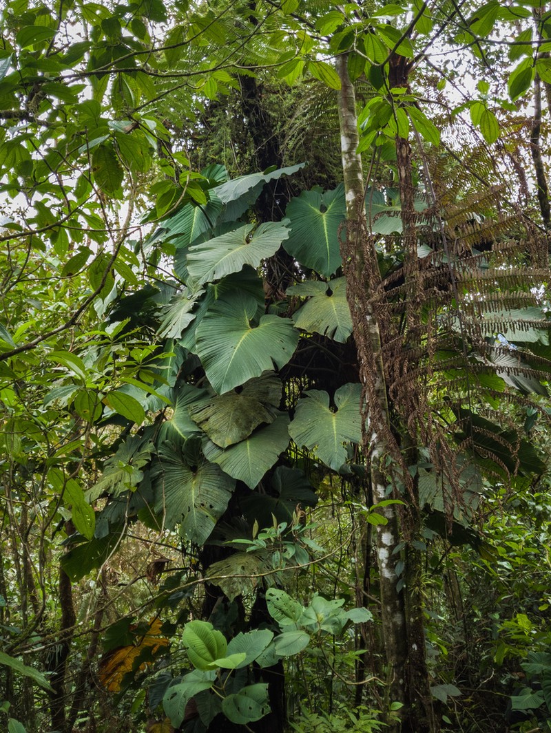 Philodendron magnum photo 6