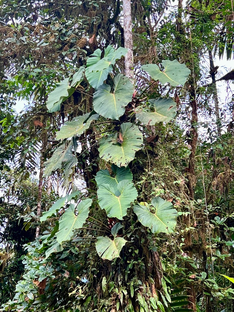 Philodendron magnum photo 7