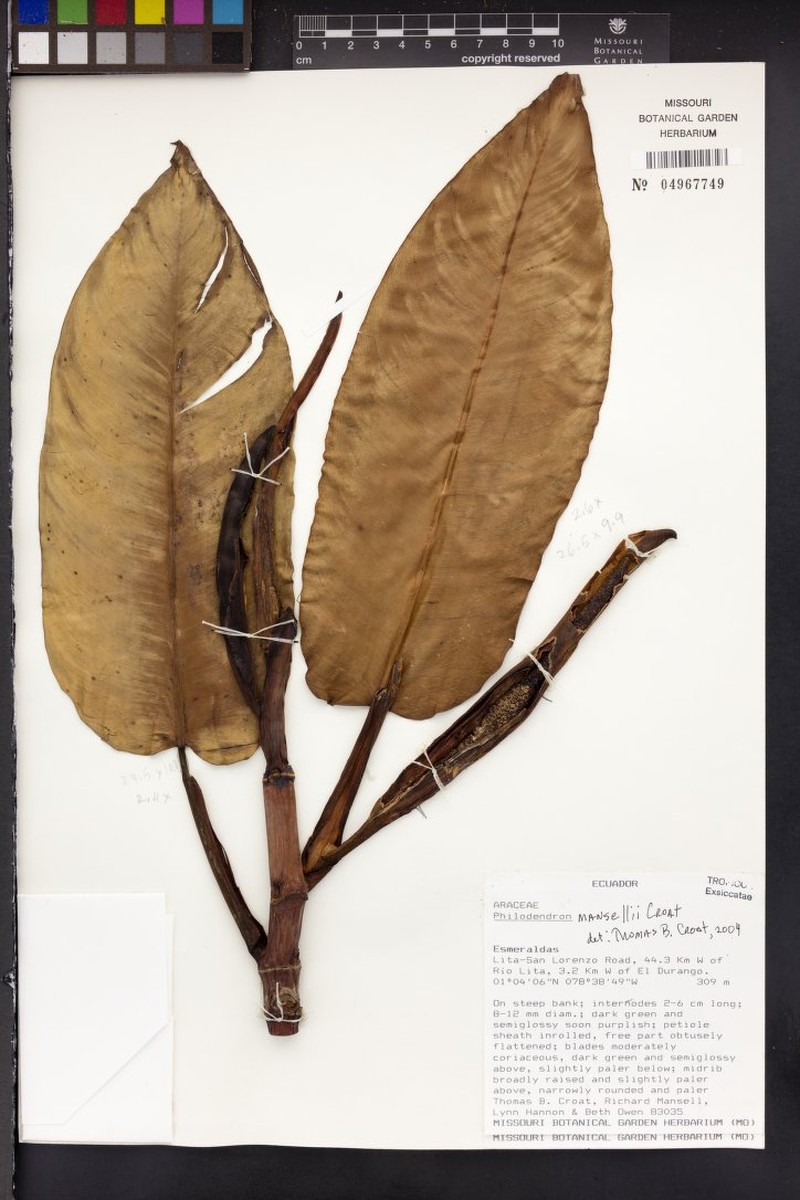 Philodendron mansellii