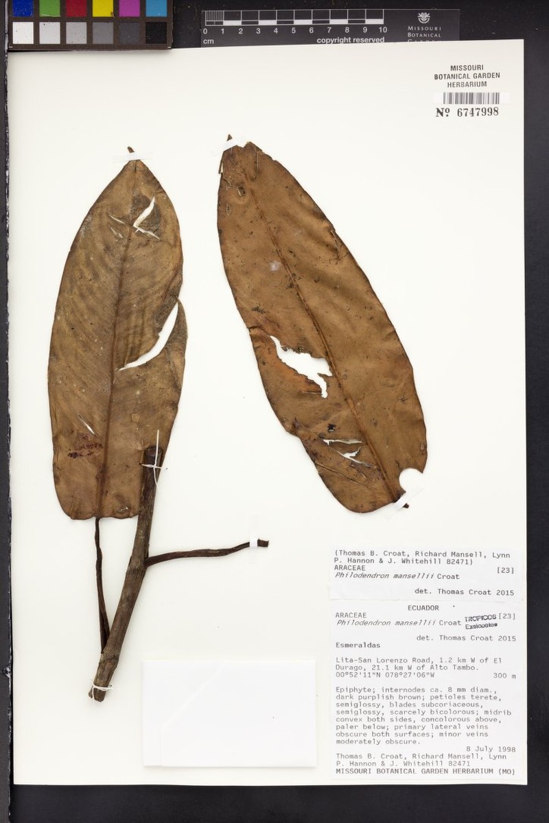 Philodendron mansellii photo 2