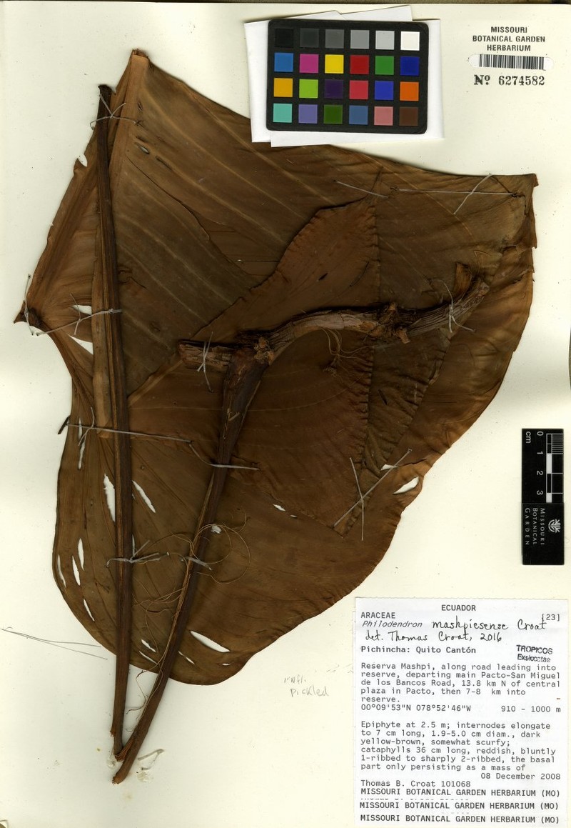 Philodendron mashpiense