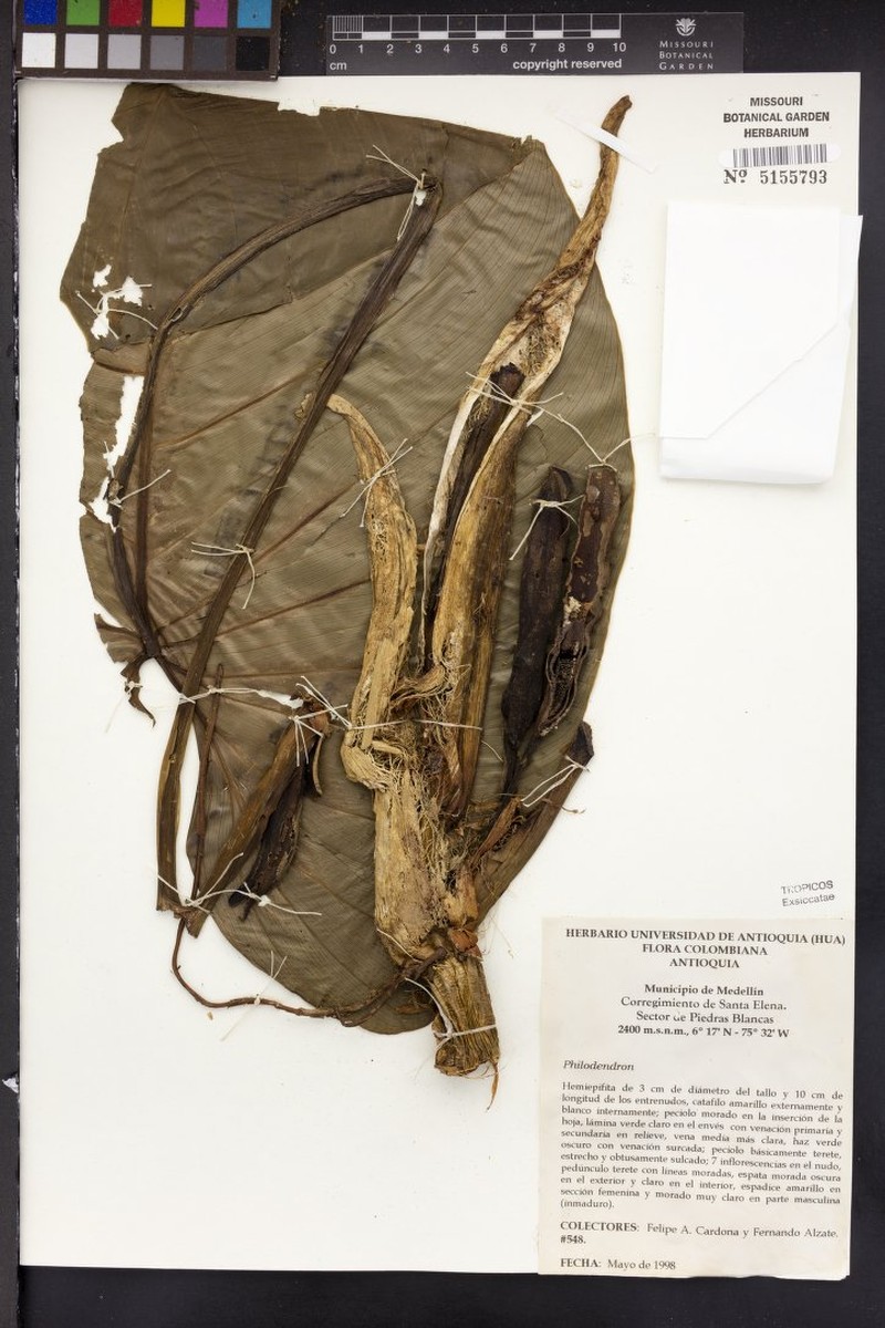 Philodendron mazorcalense