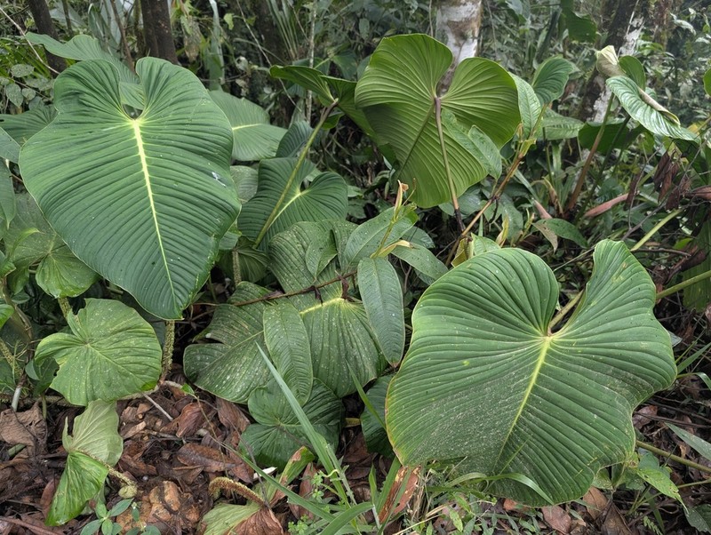 Philodendron melanoneuron