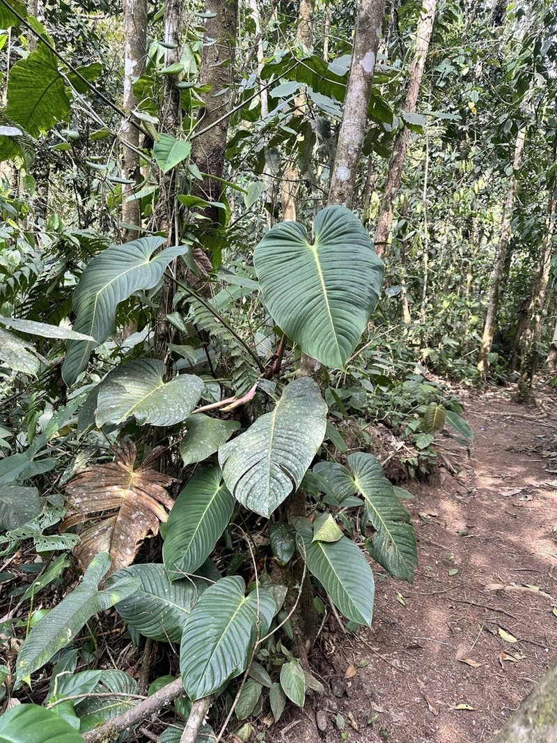 Philodendron melanoneuron photo 2