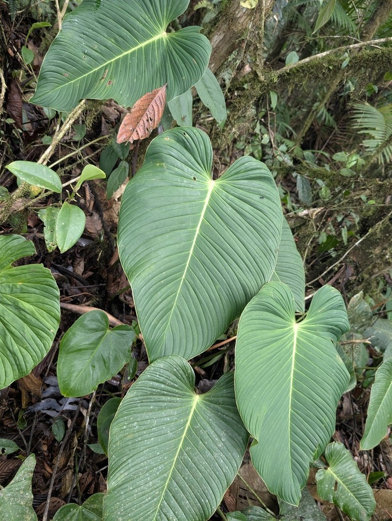 Philodendron melanoneuron photo 3