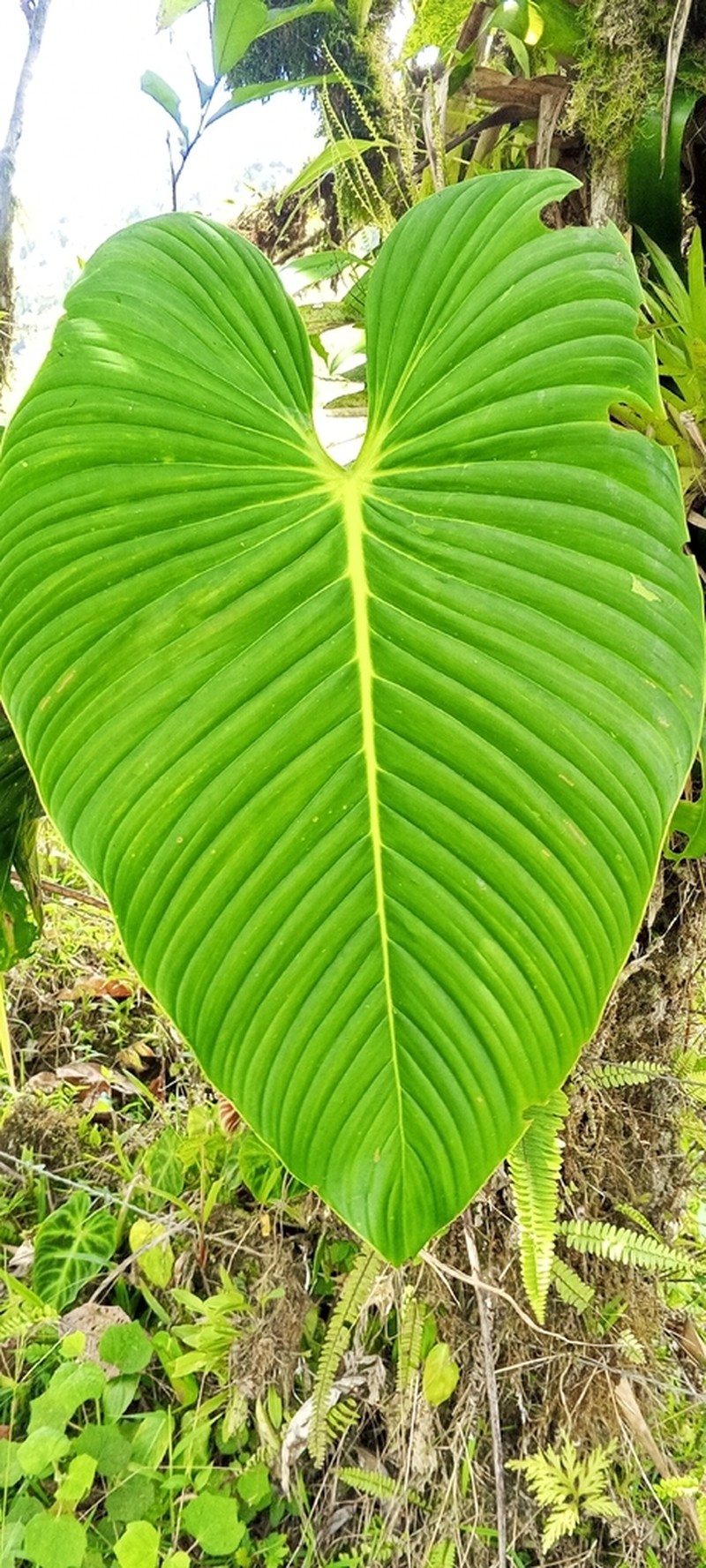 Philodendron melanoneuron photo 4