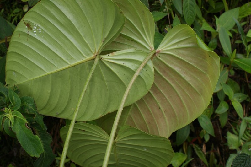 Philodendron melanoneuron photo 5