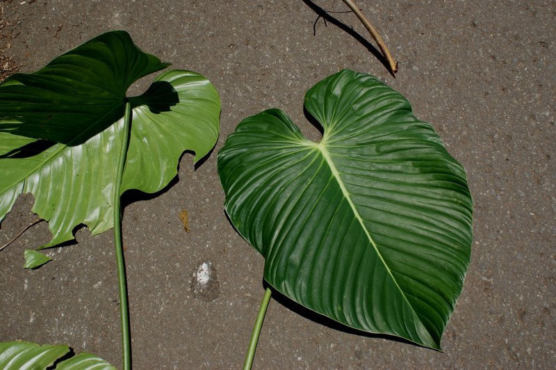 Philodendron melanoneuron photo 6