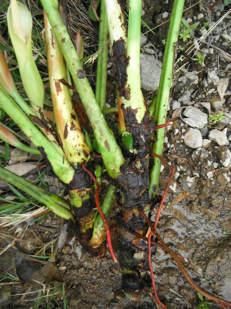 Philodendron melanoneuron photo 7