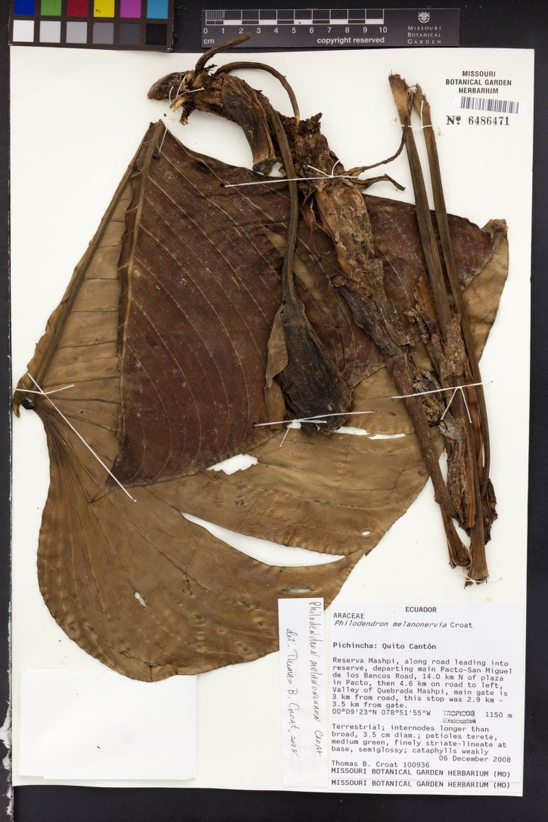 Philodendron melanoneuron photo 8