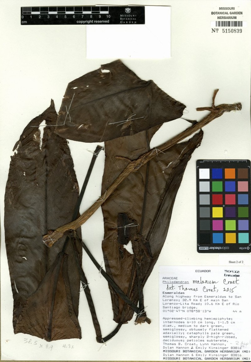 Philodendron melanum