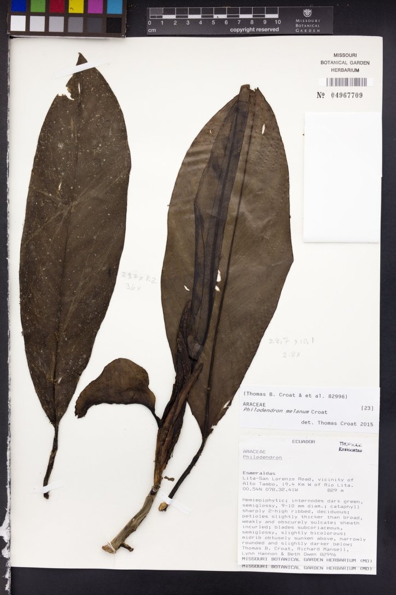 Philodendron melanum photo 2