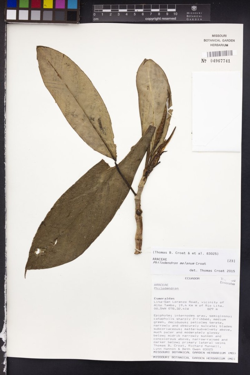 Philodendron melanum photo 3