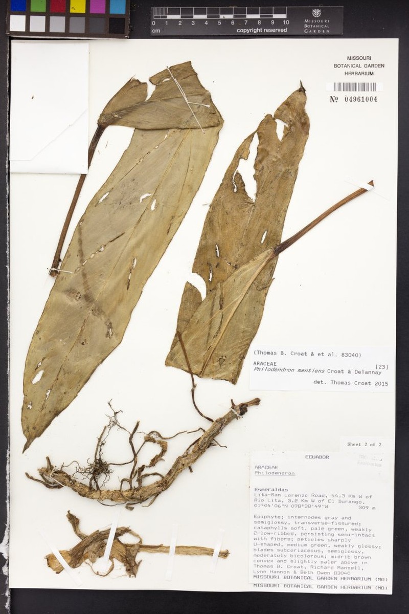 Philodendron mentiens