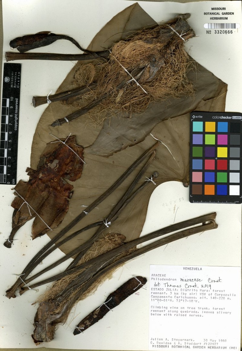Philodendron meraense