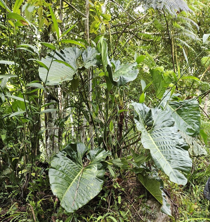 Philodendron minesianum