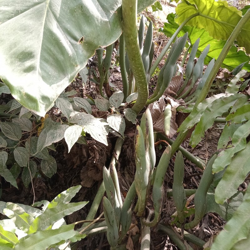 Philodendron minesianum photo 2