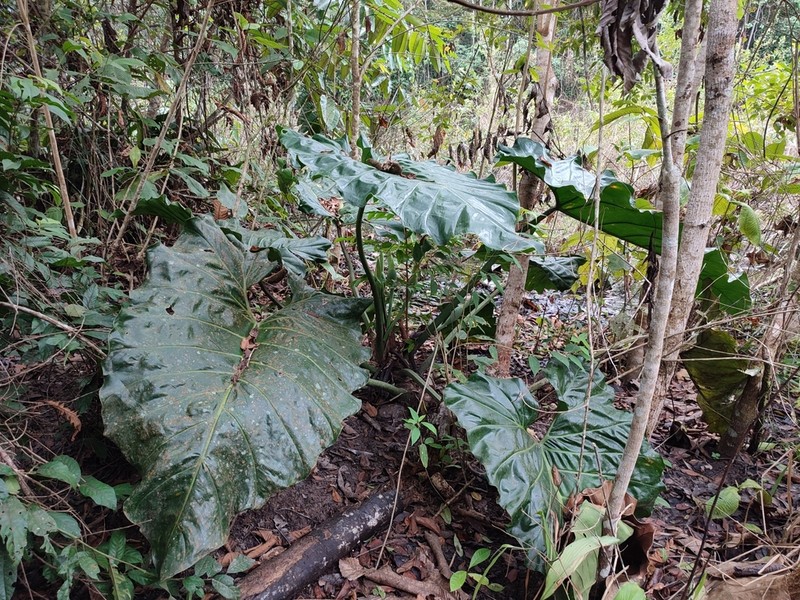 Philodendron minesianum photo 3