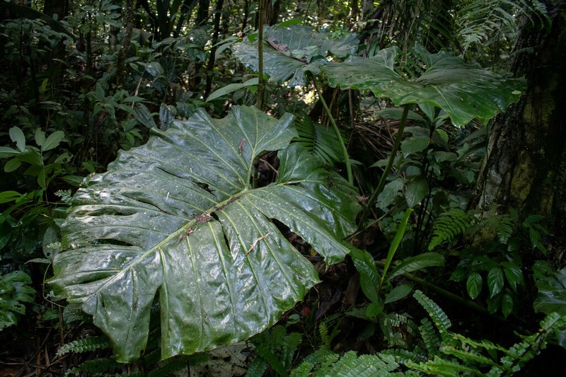 Philodendron minesianum photo 4