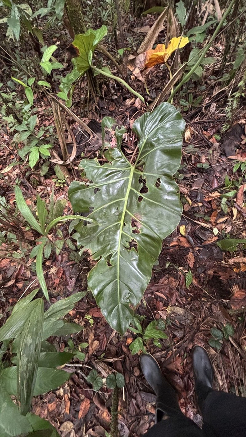 Philodendron minesianum photo 5