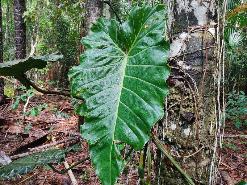Philodendron minesianum photo 6