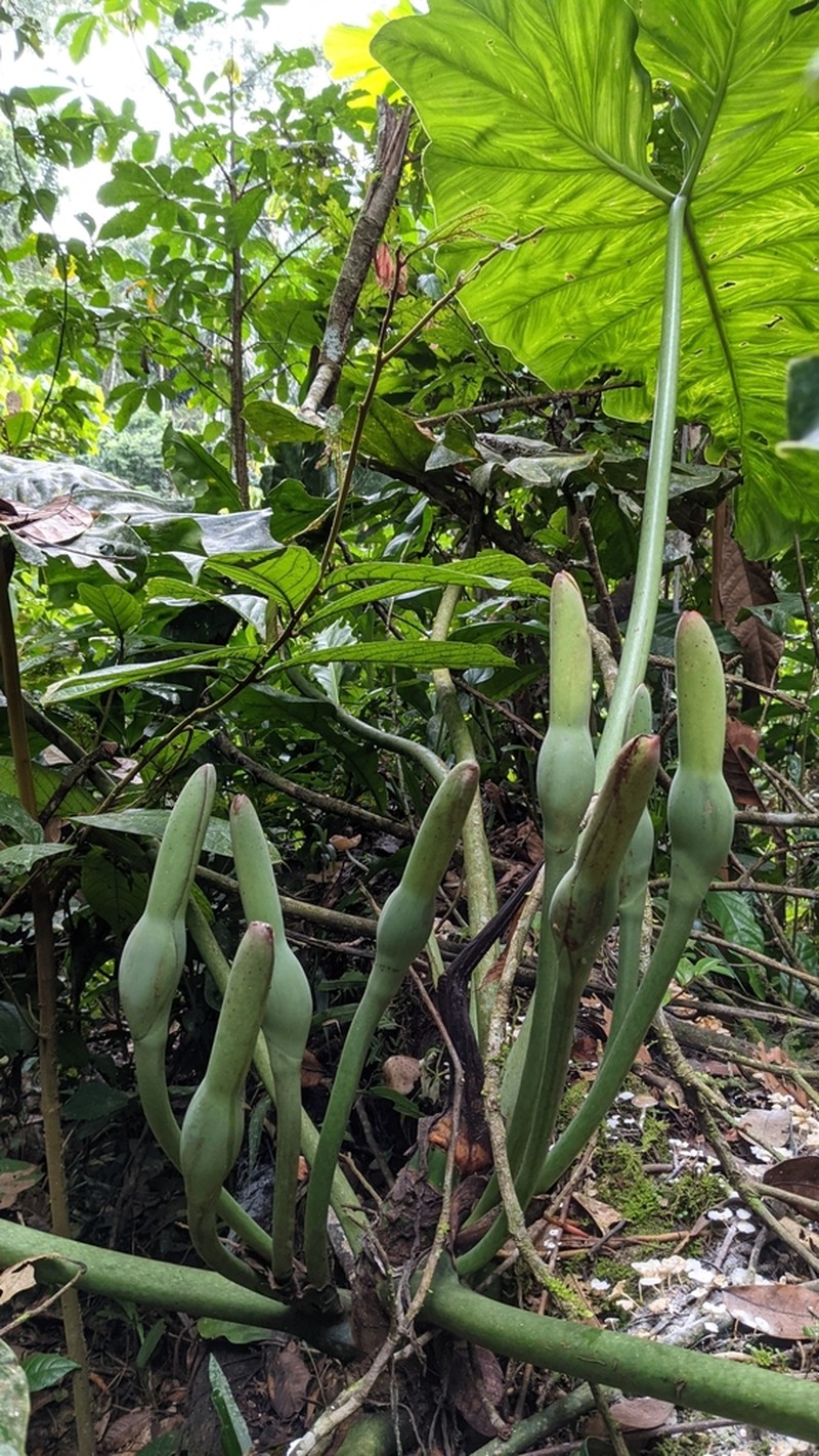 Philodendron minesianum photo 7