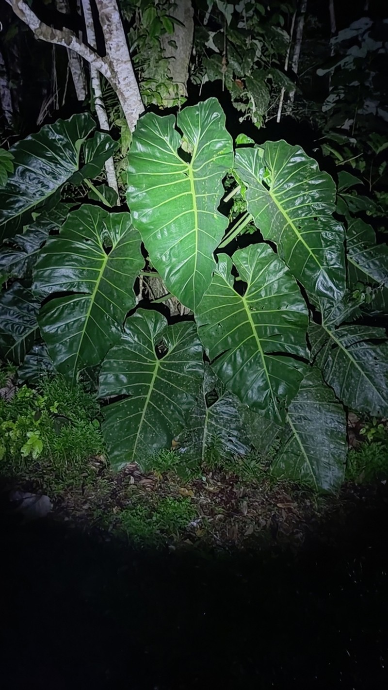 Philodendron minesianum photo 8