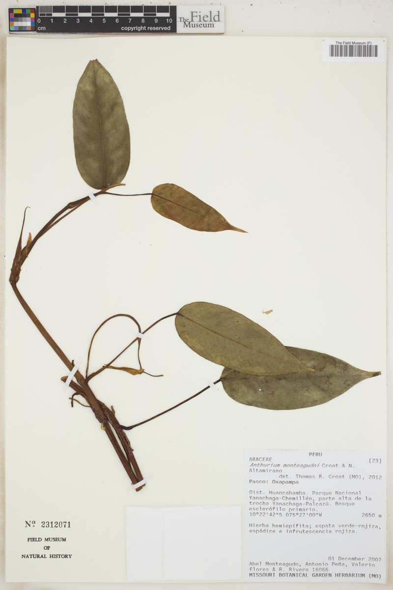 Philodendron monteagudoi