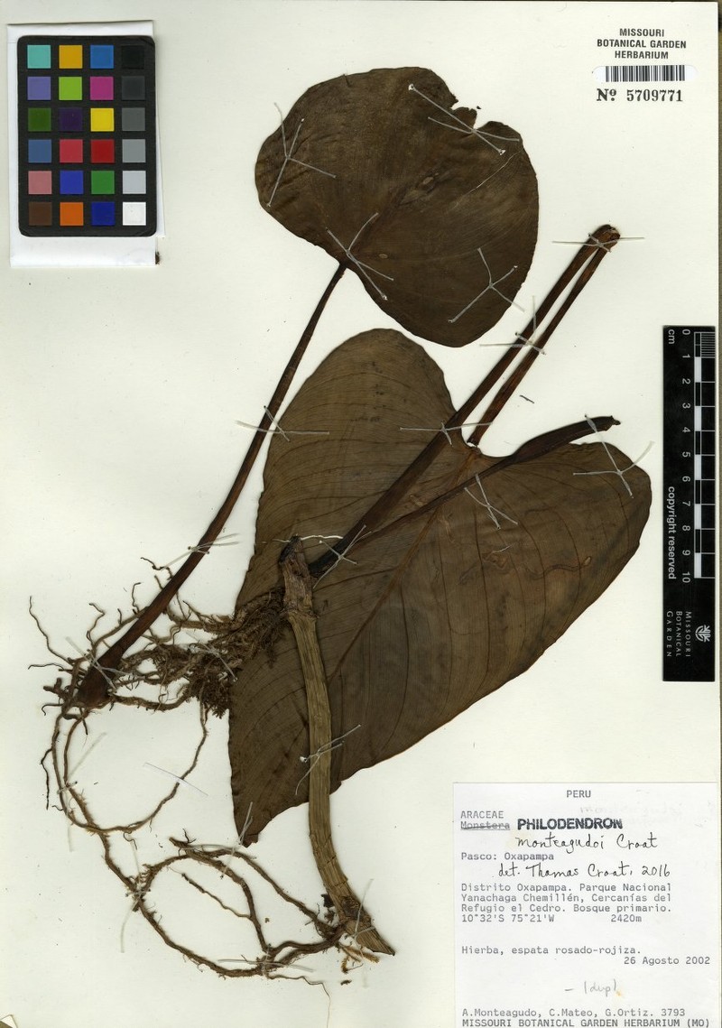 Philodendron monteagudoi photo 2