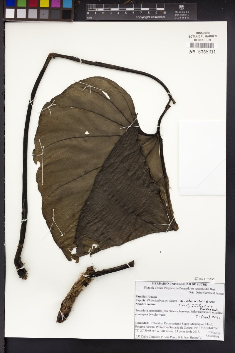Philodendron montemariense