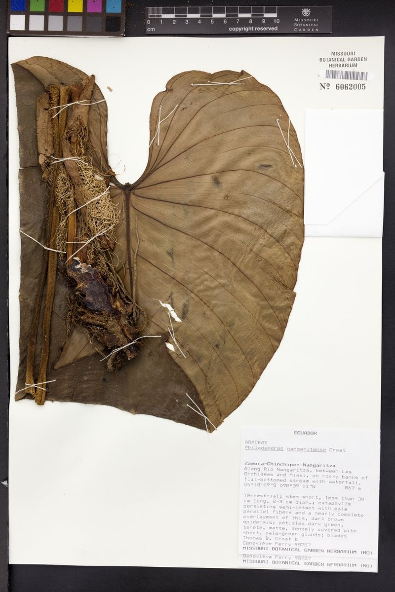 Philodendron nangaritense