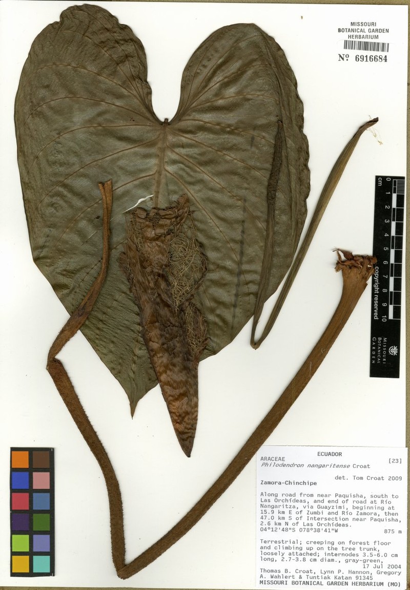 Philodendron nangaritense photo 3